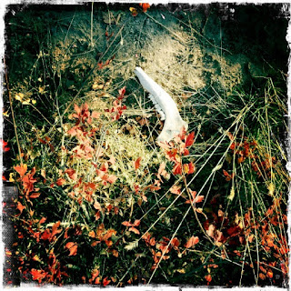 Recovered image from Debut from MiddleUtah