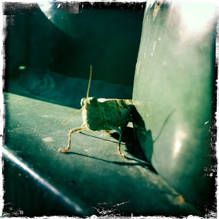 Recovered image from Order Orthoptera