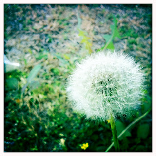 Recovered image from Dandelion