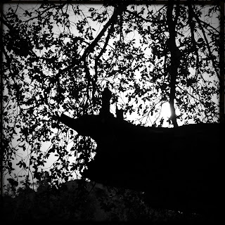 Recovered image from Shadow
