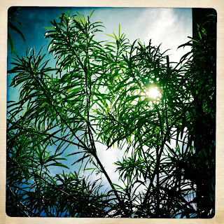 Recovered image from Sun through the trees