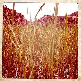 Recovered image from Cat tails