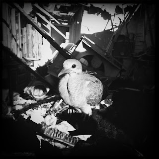 Recovered image from Bird in a burned-out house