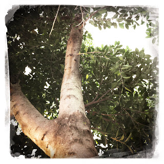 Recovered image from Sitting in a tree