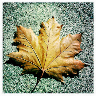 Recovered image from Autumn on asphalt