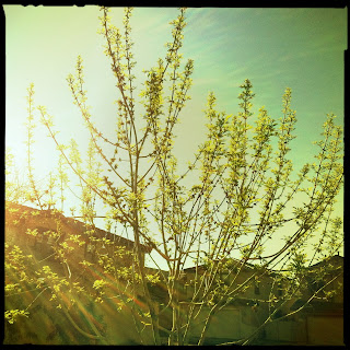 Recovered image from Spring