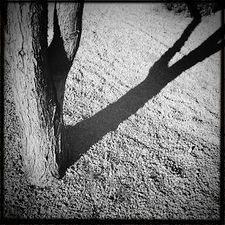 Recovered image from Mid-January, her shadows unfurled