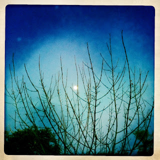 Recovered image from Familiar moon, familiar tree