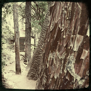 Recovered image from Trail