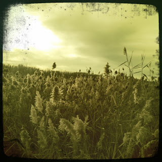 Recovered image from Wetland as winter comes on