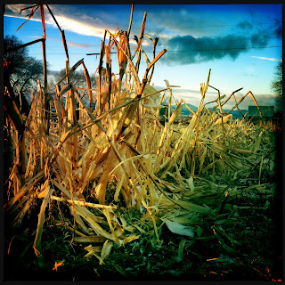 Recovered image from Corn stands still, slowly / yielding to entropy's call