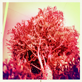 Recovered image from Illusion