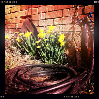 Recovered image from Some more old stuff and lovely flowers, as well