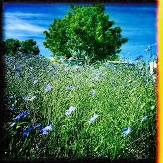 Recovered image from These Flowers