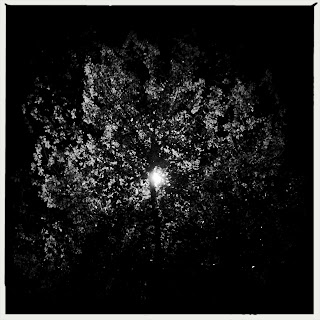 Recovered image from Backlit Sissoo