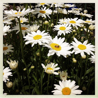 Recovered image from Flowers at the village
