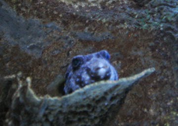 Recovered image from Glo-fish