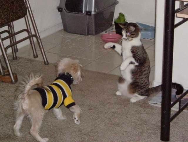 Recovered image from Fight!  Fight!  Fight!