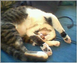 Recovered image from Ah, Sundays...