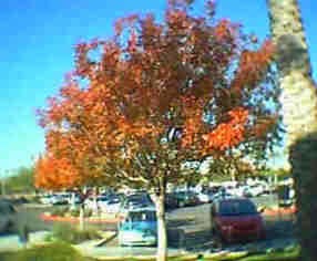 Recovered image from Autumn, you've been found