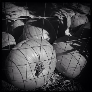 Recovered image from Hipstamatic Farms