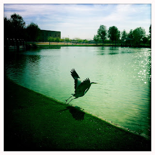 Recovered image from Blue Heron