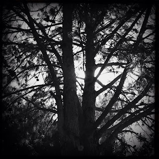 Recovered image from Hipstamatic Farms