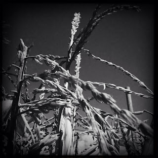 Recovered image from Hipstamatic Farms
