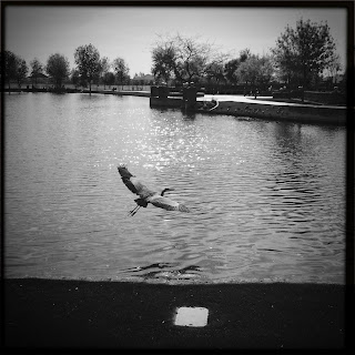 Recovered image from Blue Heron