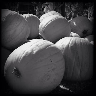 Recovered image from Hipstamatic Farms