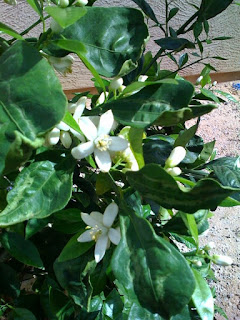 Recovered image from Orange blossoms