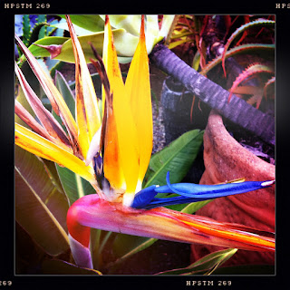 Recovered image from Bird of Paradise