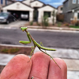 Recovered image from Mantodea {Praying Mantis}