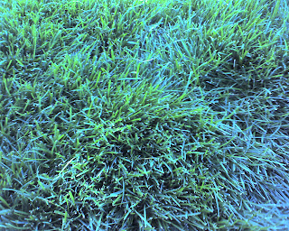Recovered image from Look!  Real grass.