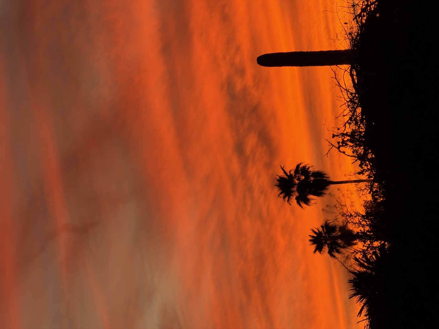 A vivid orange Arizona sunset behind palm trees and a saguaro