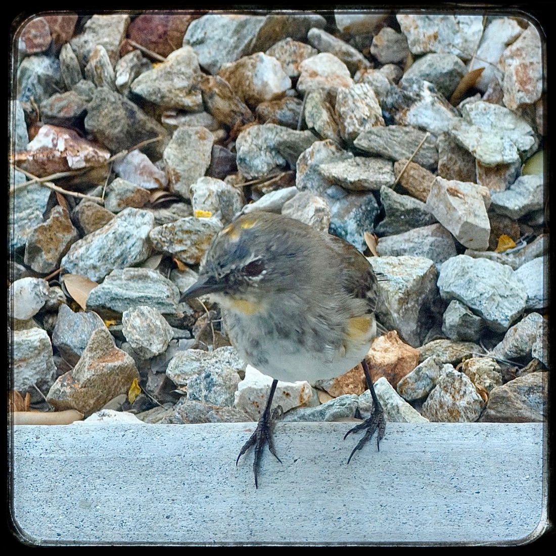 A small bird standing outside a window