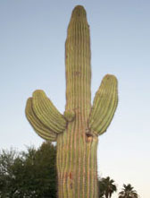 Cactus